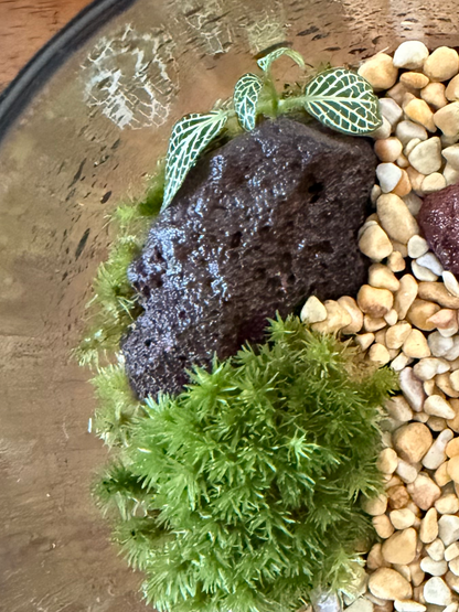 Low-maintenance bioactive plant terrarium with golden pebble riverbed handcrafted in Dubai
