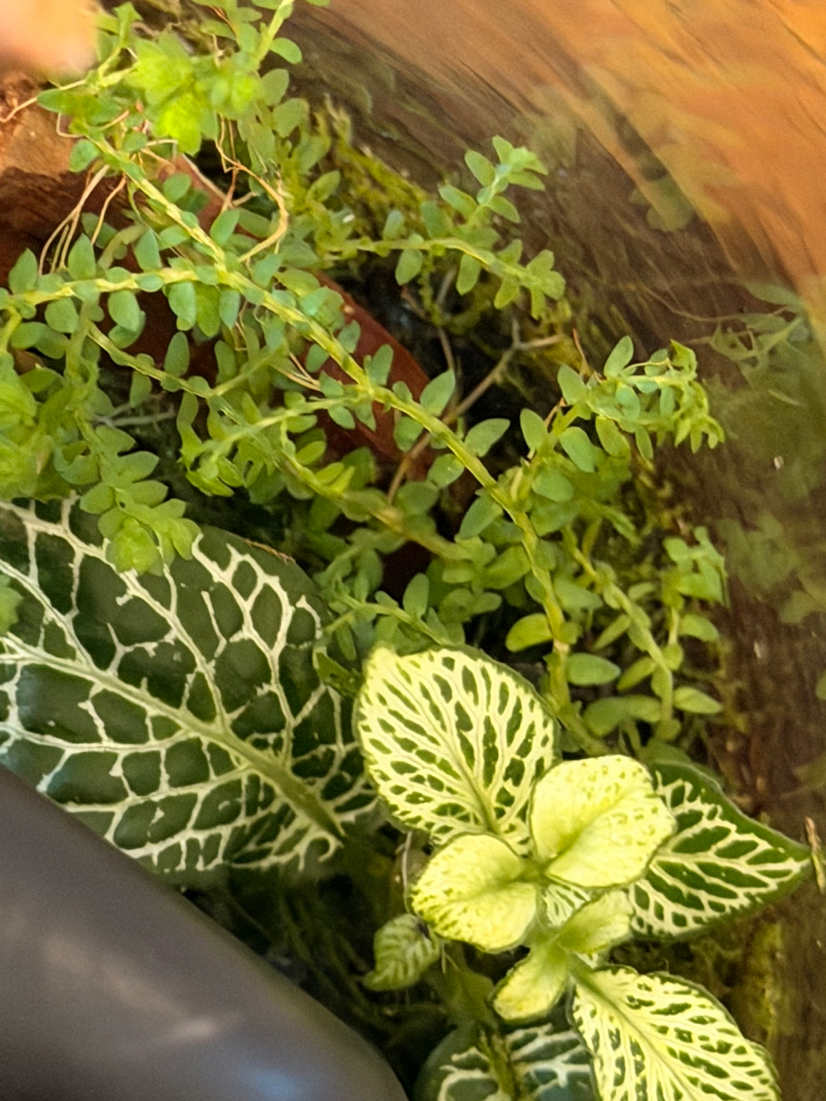 Terrarium featuring premium moss, and Ficus pumila variegated by Lilli Plants UAE.