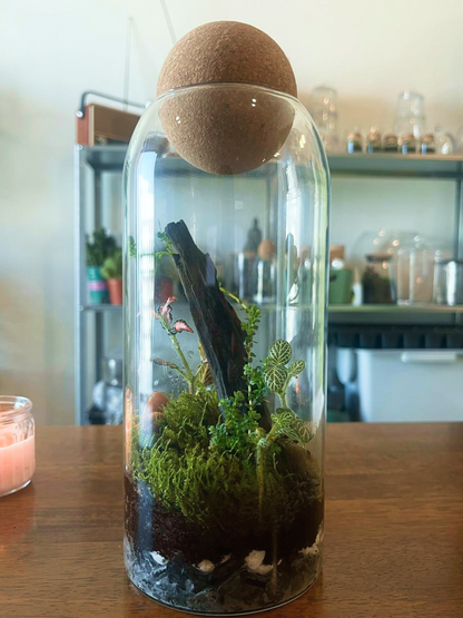 Terrarium with plants and a cork stopper on a wooden surface