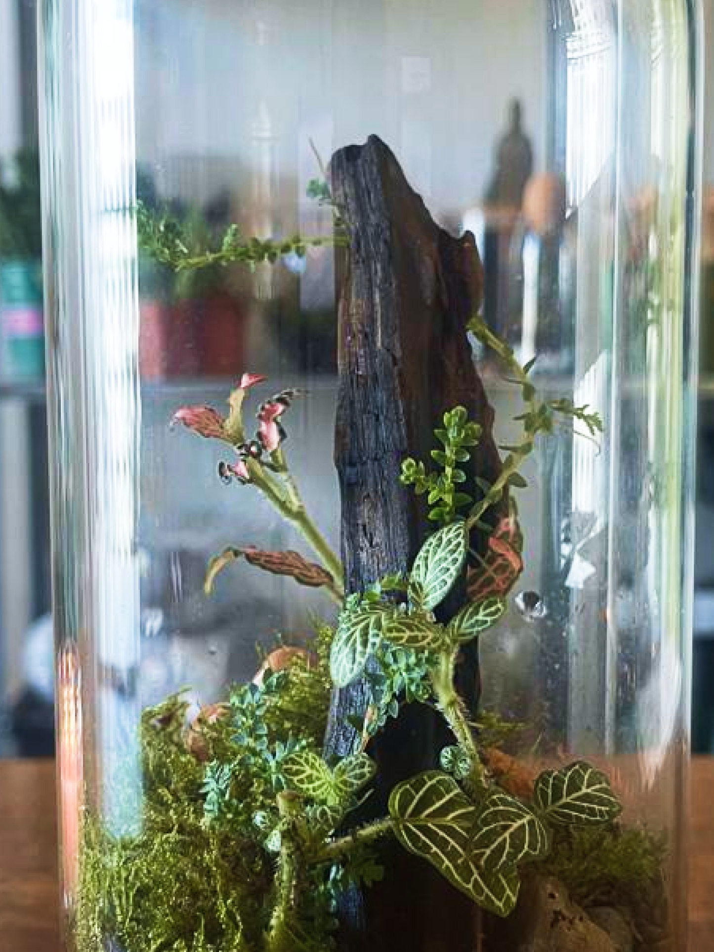 Terrarium with plants, moss, and decorative elements inside a glass container.