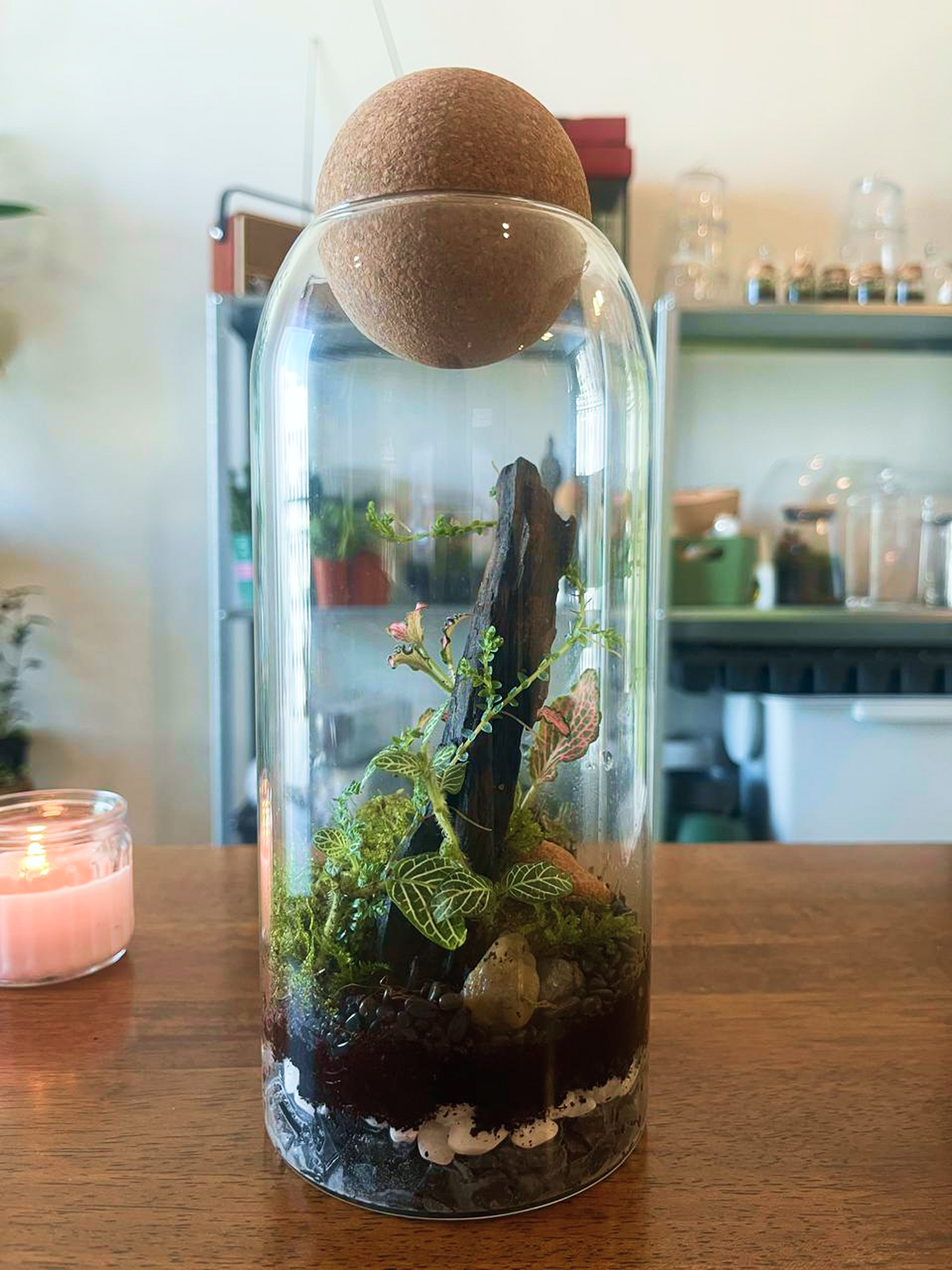 Terrarium with plants, rocks, and a butterfly on a wooden table.