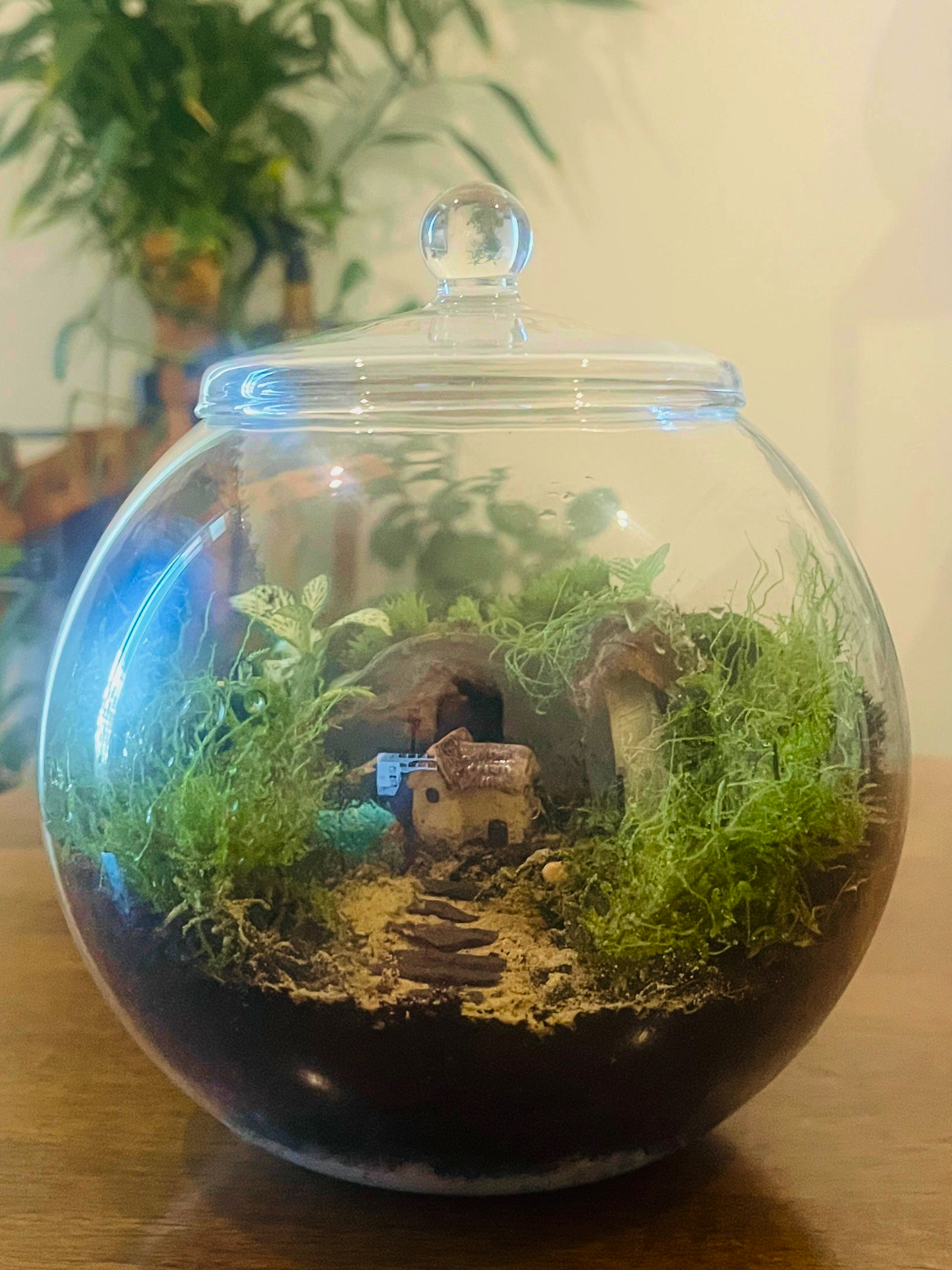 Indoor moss terrarium gift in Dubai featuring a tiny home and lush greenery by Lilli Plants