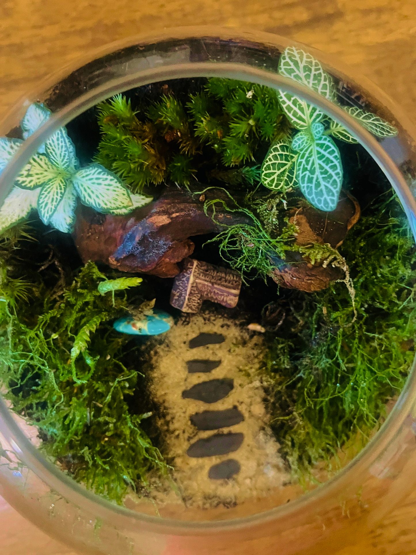 Top view of The Little Moss Home terrarium showing moss textures and fittonia plants by Lilli Plants