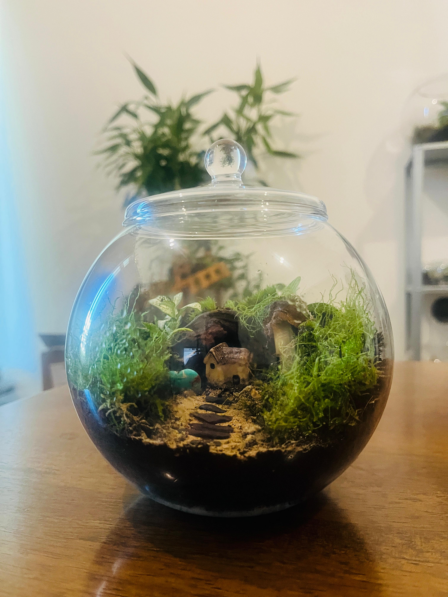 Premium bowl terrarium with moss and fittonia, designed by Lilli Plants Dubai