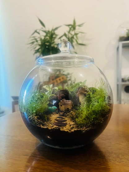 Premium bowl terrarium with moss and fittonia, designed by Lilli Plants Dubai