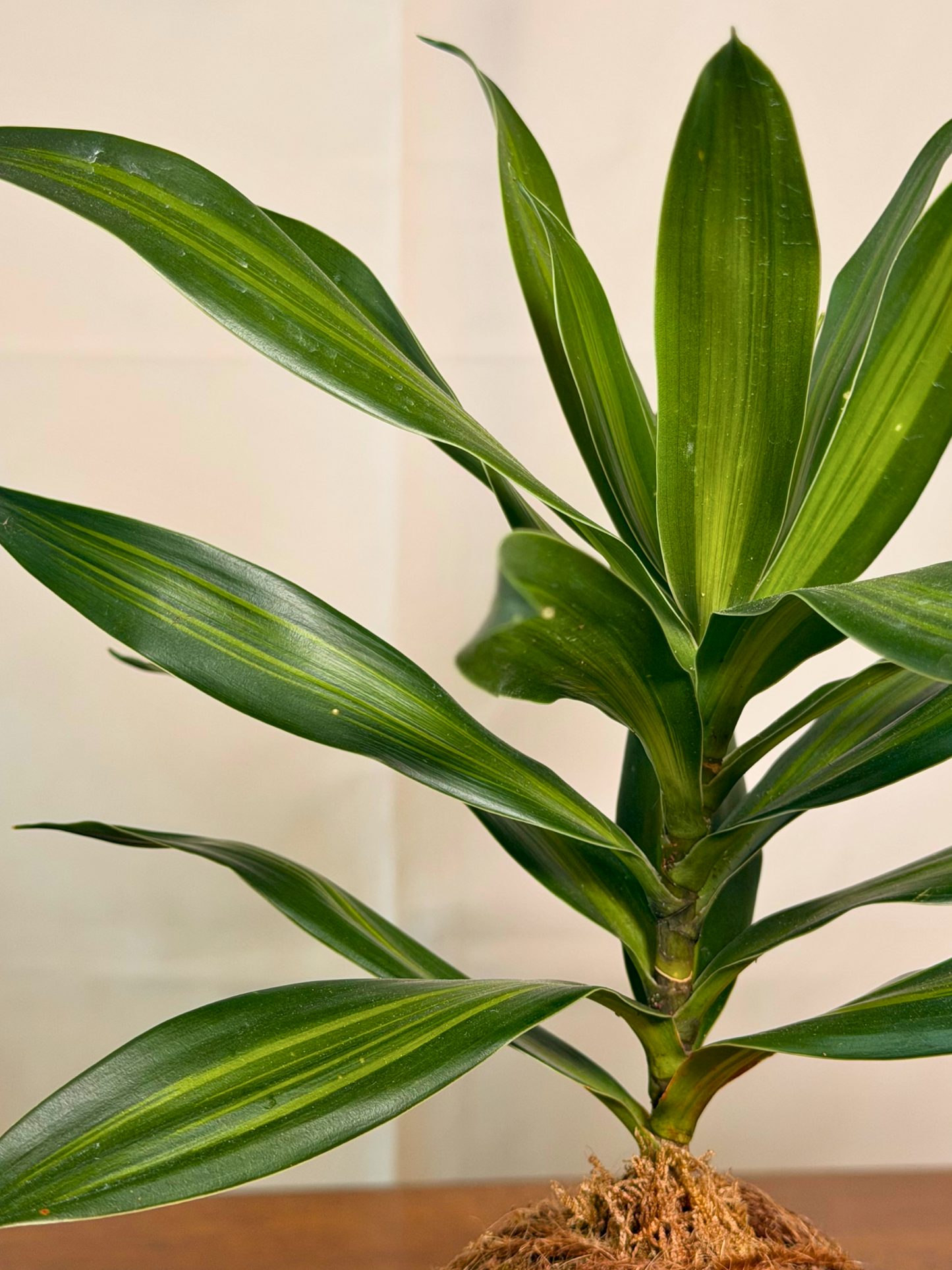 Unique indoor plant gift UAE – handcrafted dracaena reflexa kokedama living art