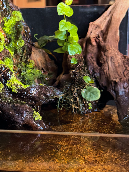 A close-up of a terrarium or aquarium paludarium setup with dark driftwood, bright green moss, a small trailing green plant, and shallow water in a clear container-Dubai Lilli Plants