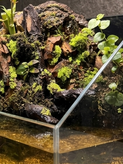 Close-up of natural driftwood, wild ferns, and lush green moss on the elevated hill section of the Aethel Stream paludarium.