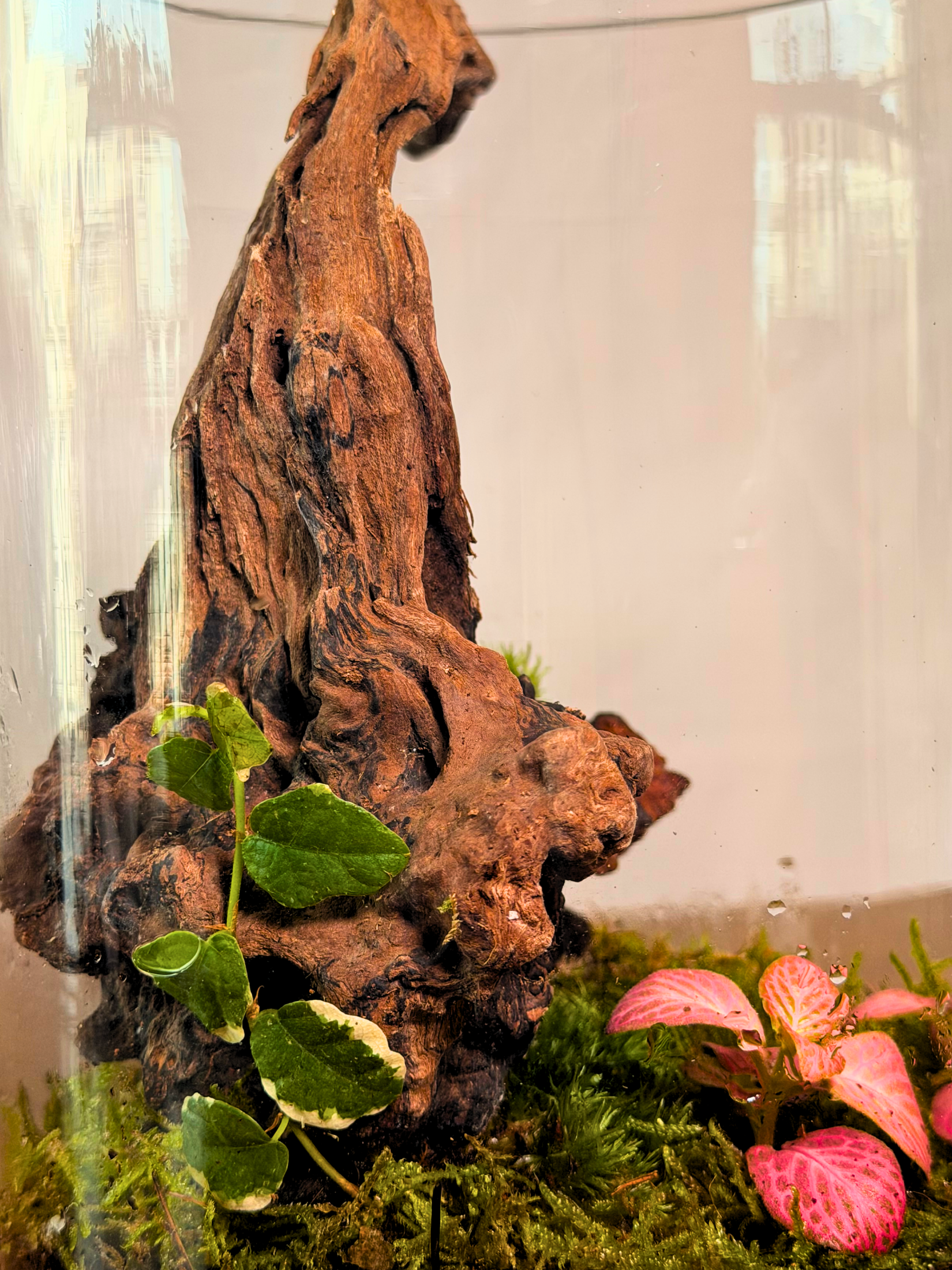 Decorative Buddha terrarium with variegated ficus pumila and pink fittonia Dubai