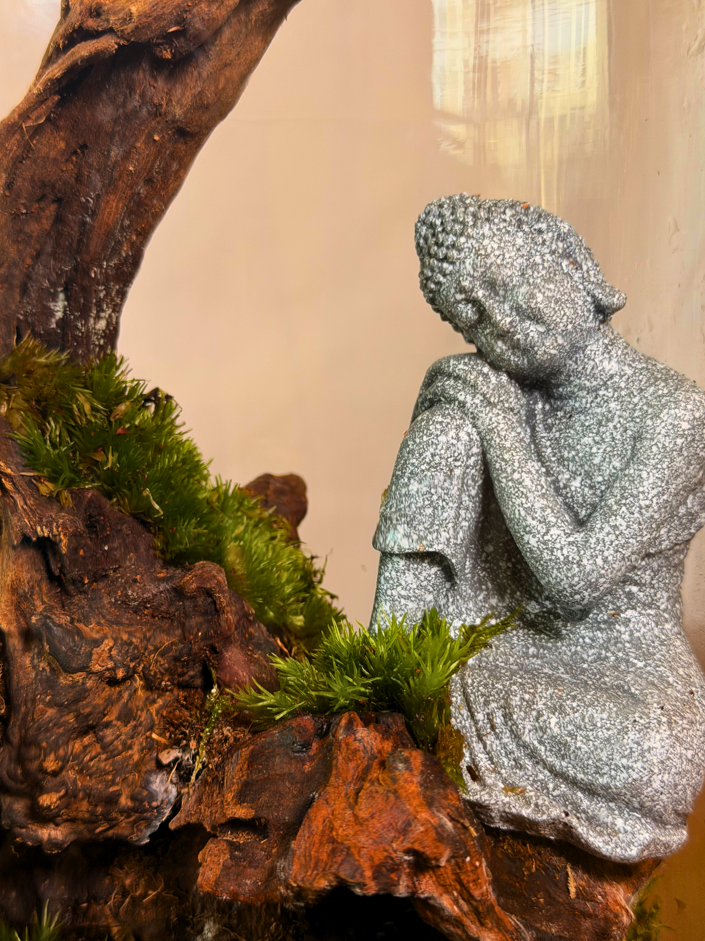 Closed Buddha terrarium with driftwood and moss for home décor in Dubai