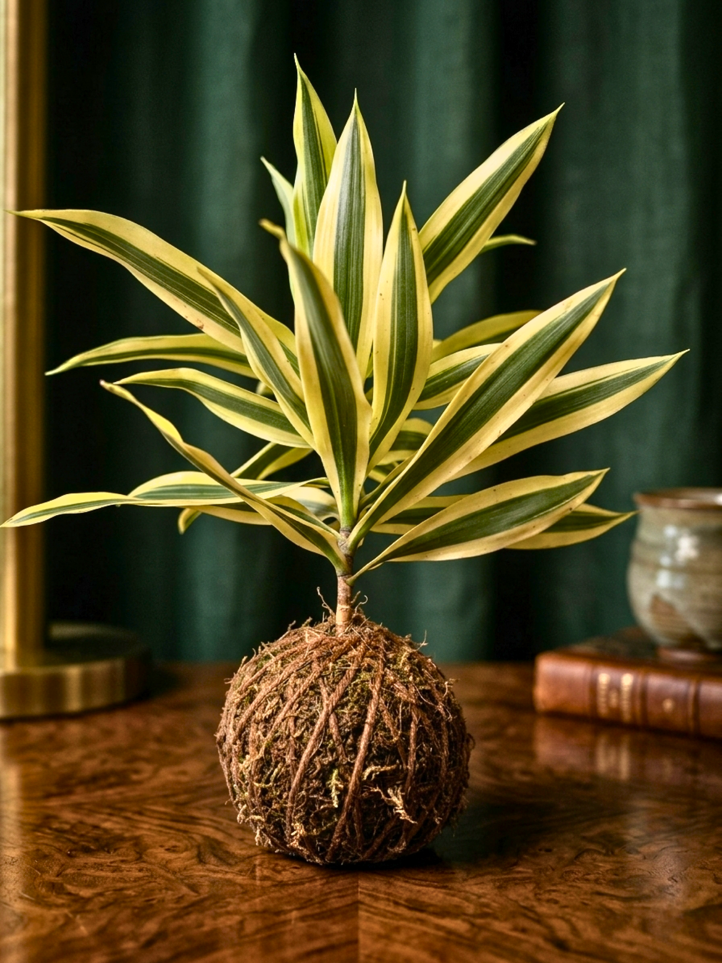 Dracaena Reflexa Golden Crest kokedama with yellow variegated leaves handcrafted in Dubai UAE