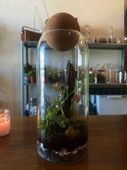Terrarium with plants and a wooden ball on a wooden surface. buy online dubai