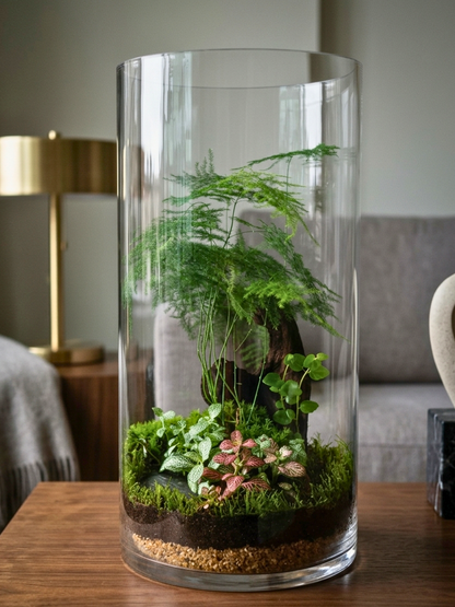 Luxury Elara Valley terrarium ecosystem by Lilli Plants featuring moss, driftwood, and lush indoor plants in a glass cylinder.