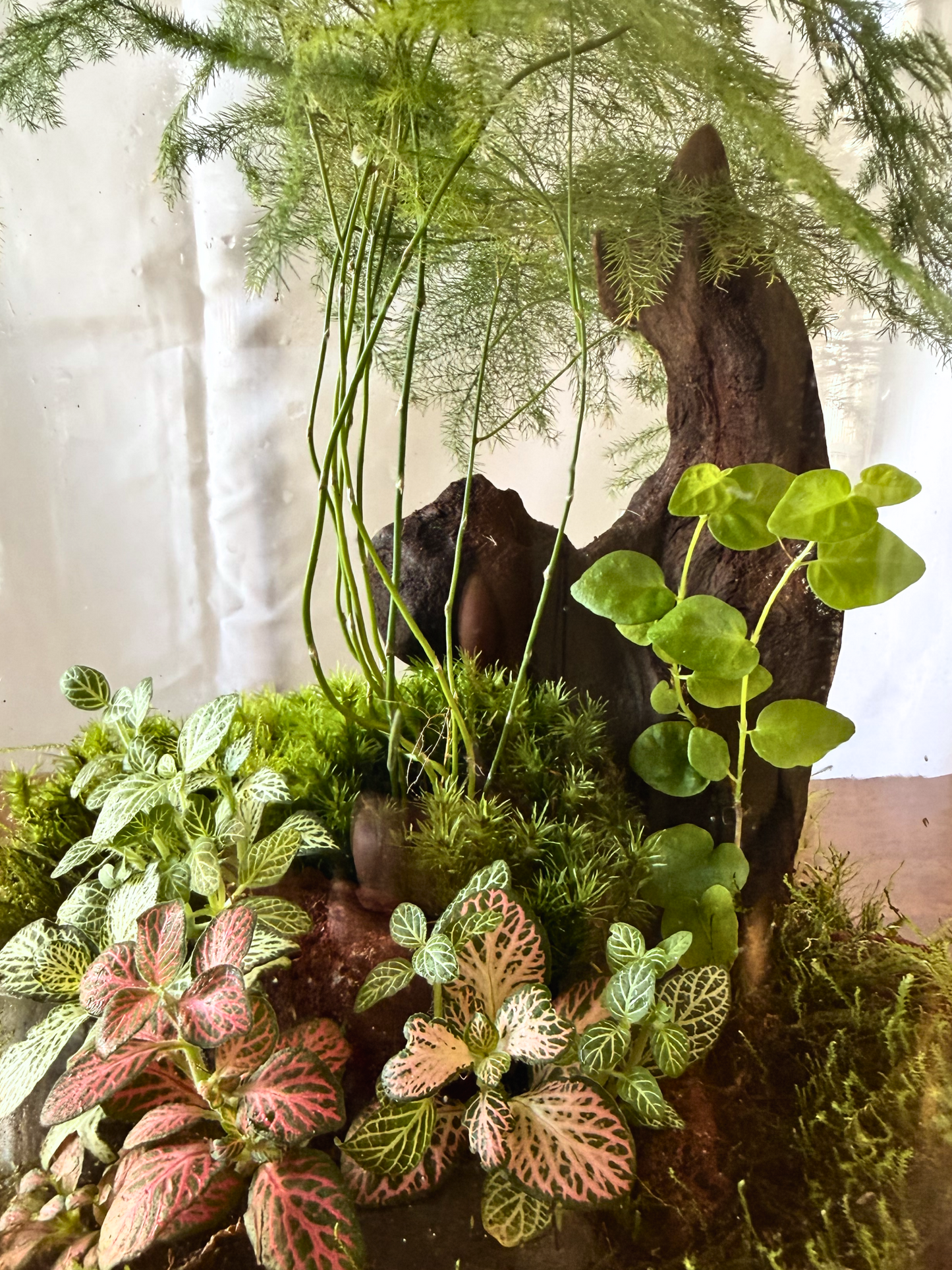 Signature Elara Valley terrarium showcasing a misty valley-inspired living ecosystem in premium glass.