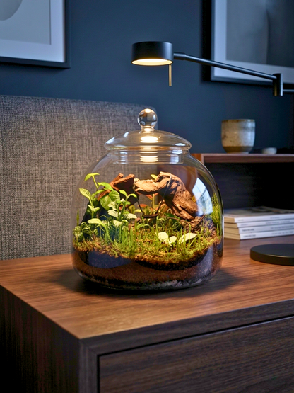 Handcrafted glass terrarium with flat moss meadow, Fittonia red and green plants, designed for luxury home décor in Dubai