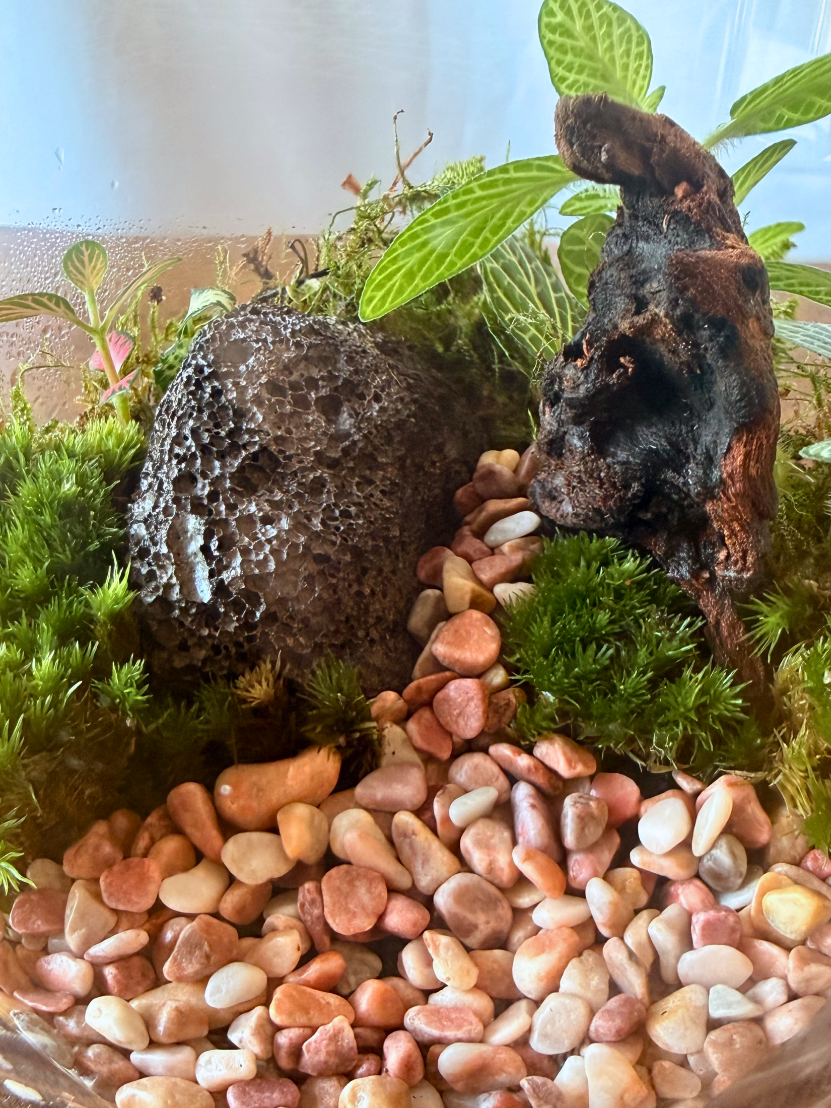 Luxury moss and Fittonia tabletop terrarium with driftwood centerpiece in clear cylinder glass by Lilli Plants UAE