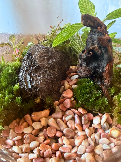 Luxury moss and Fittonia tabletop terrarium with driftwood centerpiece in clear cylinder glass by Lilli Plants UAE