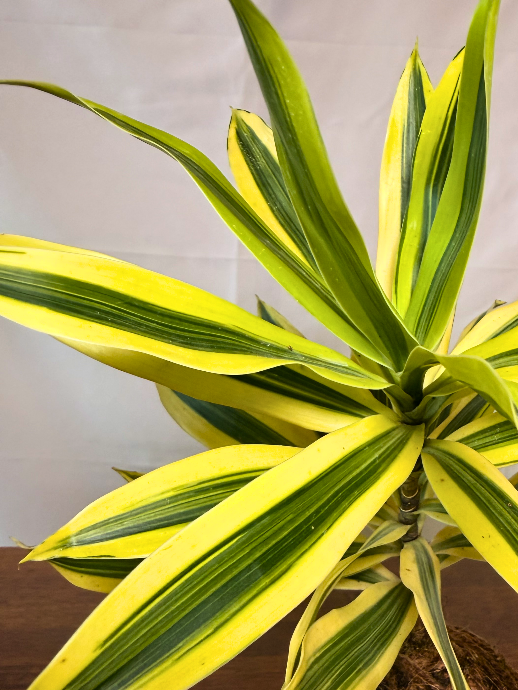 Elegant golden crest kokedama plant for office desk and home styling Dubai