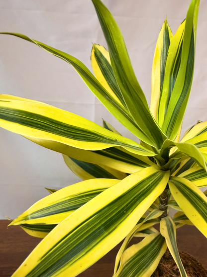 Elegant golden crest kokedama plant for office desk and home styling Dubai