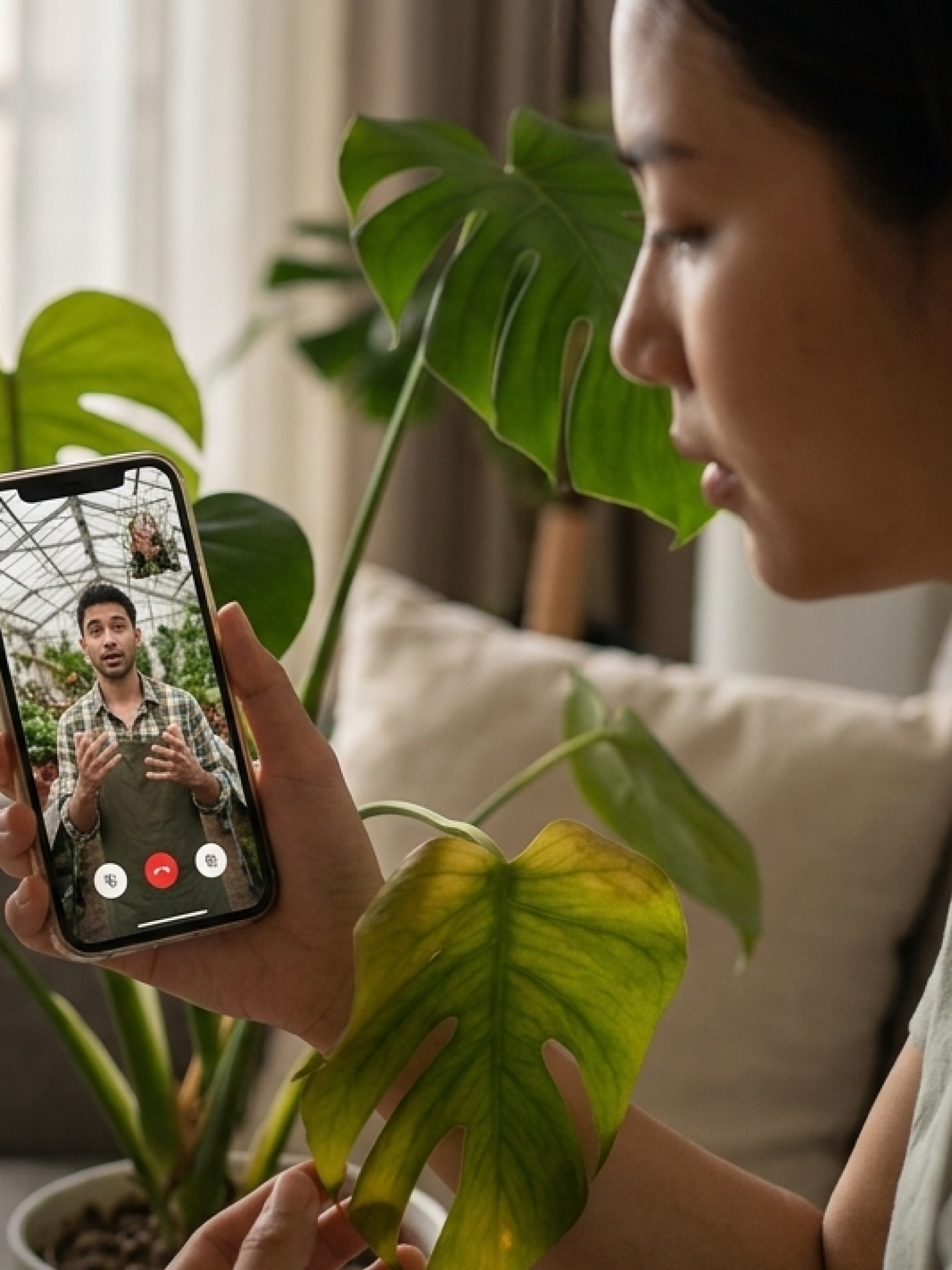 Virtual plant doctor session from Lilli Plants UAE helping identify pests, overwatering, and indoor plant issues