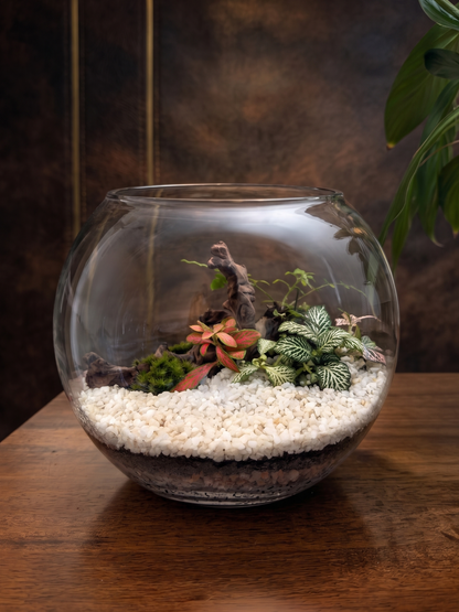Handcrafted Ivory Grove woodland terrarium by Lilli Plants biophilic design studio in Dubai, UAE.
