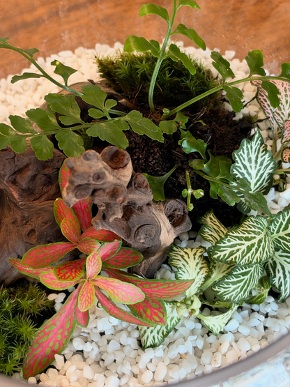 A close-up of a terrarium arrangement with green and pink variegated plants, moss, white pebbles, and a piece of driftwood in a shallow bowl made by Lilli Plants Dubai UAE. Best Terrarium 