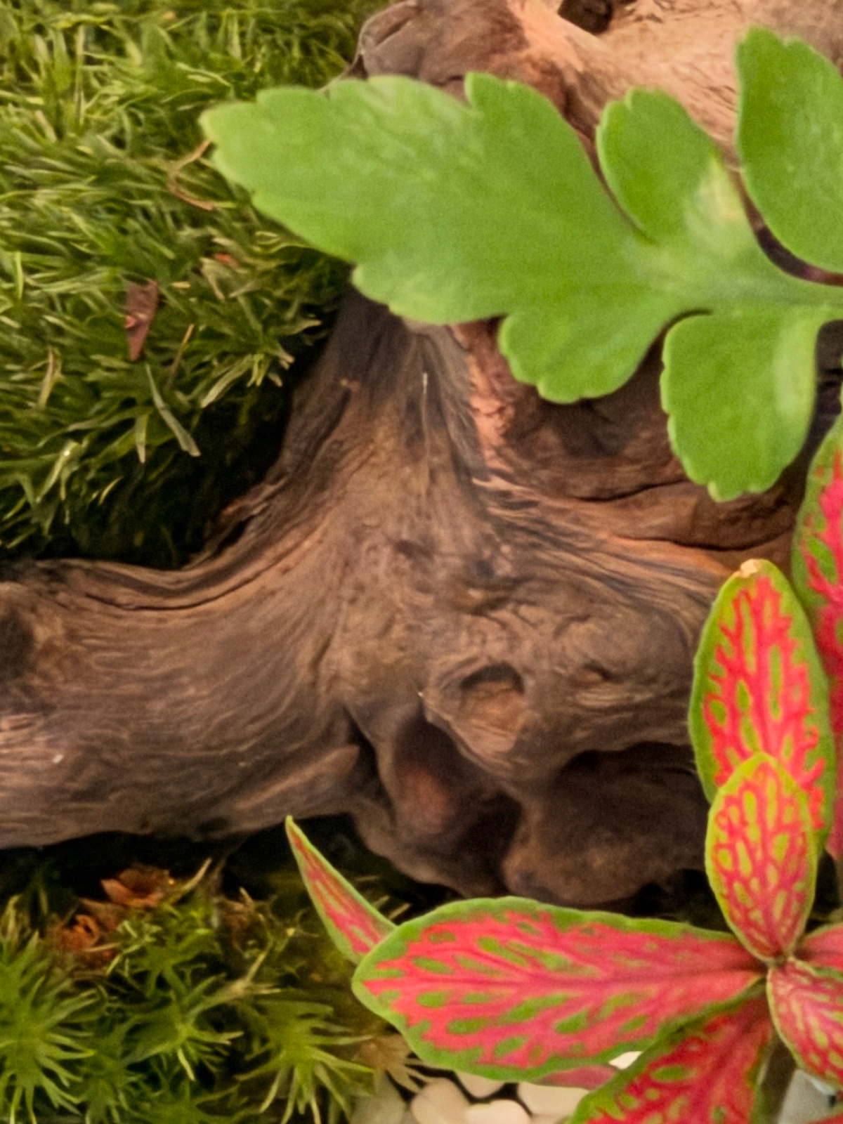 A close-up of a naturalistic terrarium arrangement featuring a piece of weathered driftwood, bright green moss, fern, and a red and green fitonia- Created by best terrarium makers an online supplier- LIlli Plants