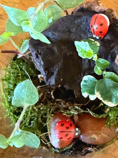 Small luxury tabletop terrarium with Peperomia plant perfect as a gift for birthdays, Ramadan, Eid and special occasions.