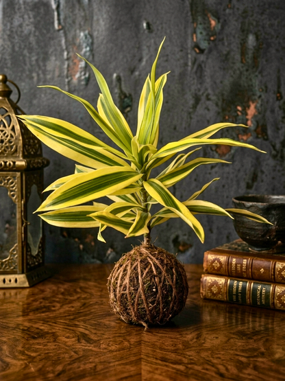 Handcrafted kokedama moss ball with Dracaena Reflexa Golden Crest plant Dubai