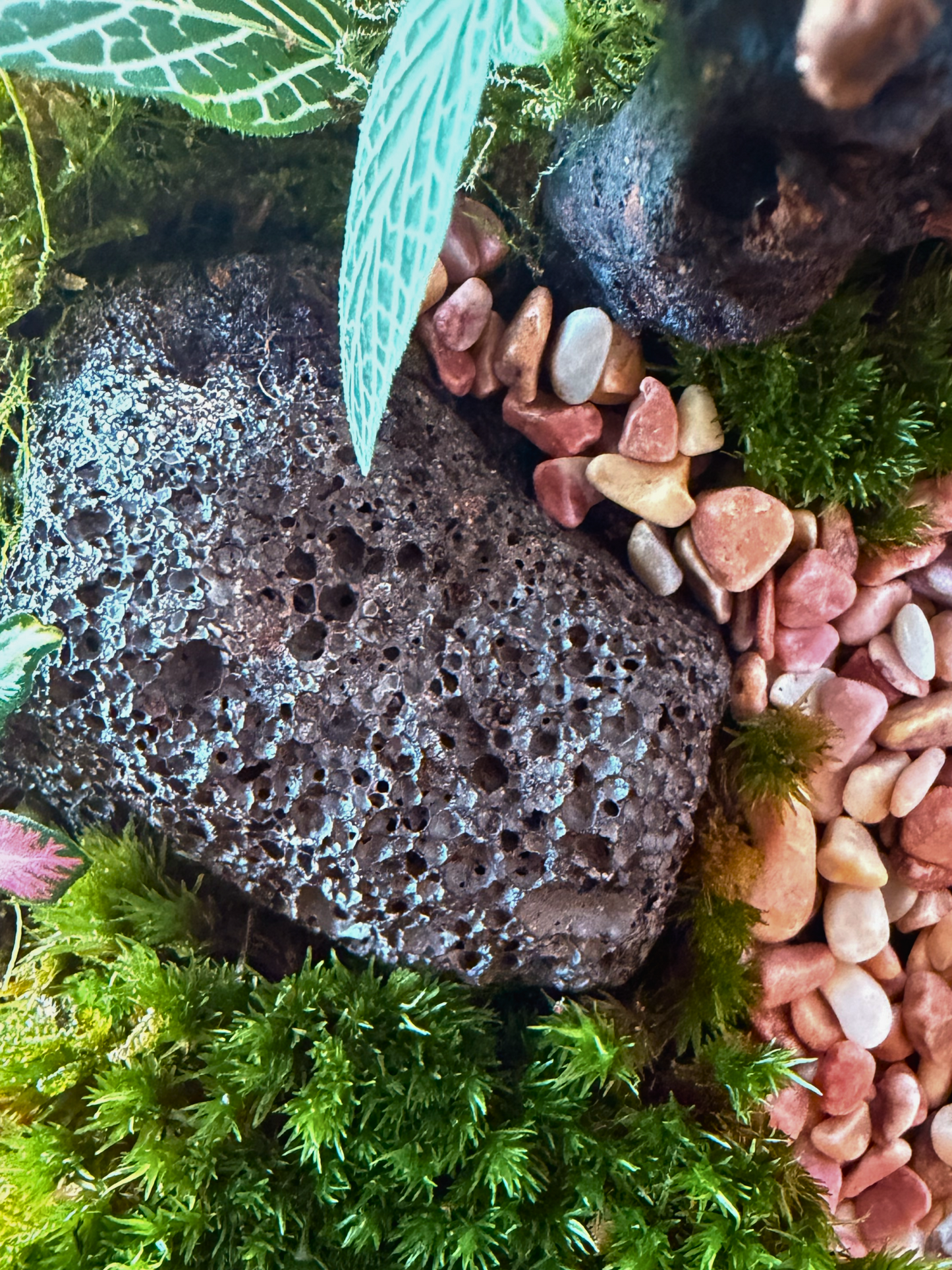 Elegant tabletop glass terrarium with natural moss, decorative pebble stream and tropical Fittonia plants by Lilli Plants in Dubai