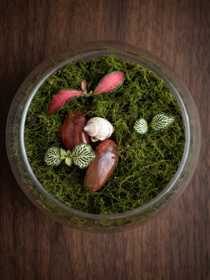 A top-down view of a clear glass terrarium filled with green moss, small green and pink plants, two smooth brown stones, and a white snail shell, set on a dark wood background. Handcrafted by Lilli Plants Dubai