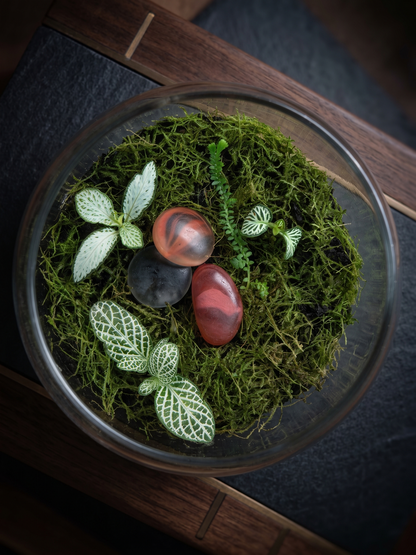 op-down view of a mini glass bowl terrarium featuring lush moss, Nerve Plant leaves, and decorative pebbles.