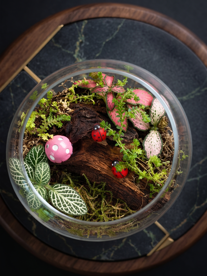 Close-up detail of natural driftwood, miniature ladybugs, and pink mushroom accents inside a mini glass bowl terrarium. Duabi UAE