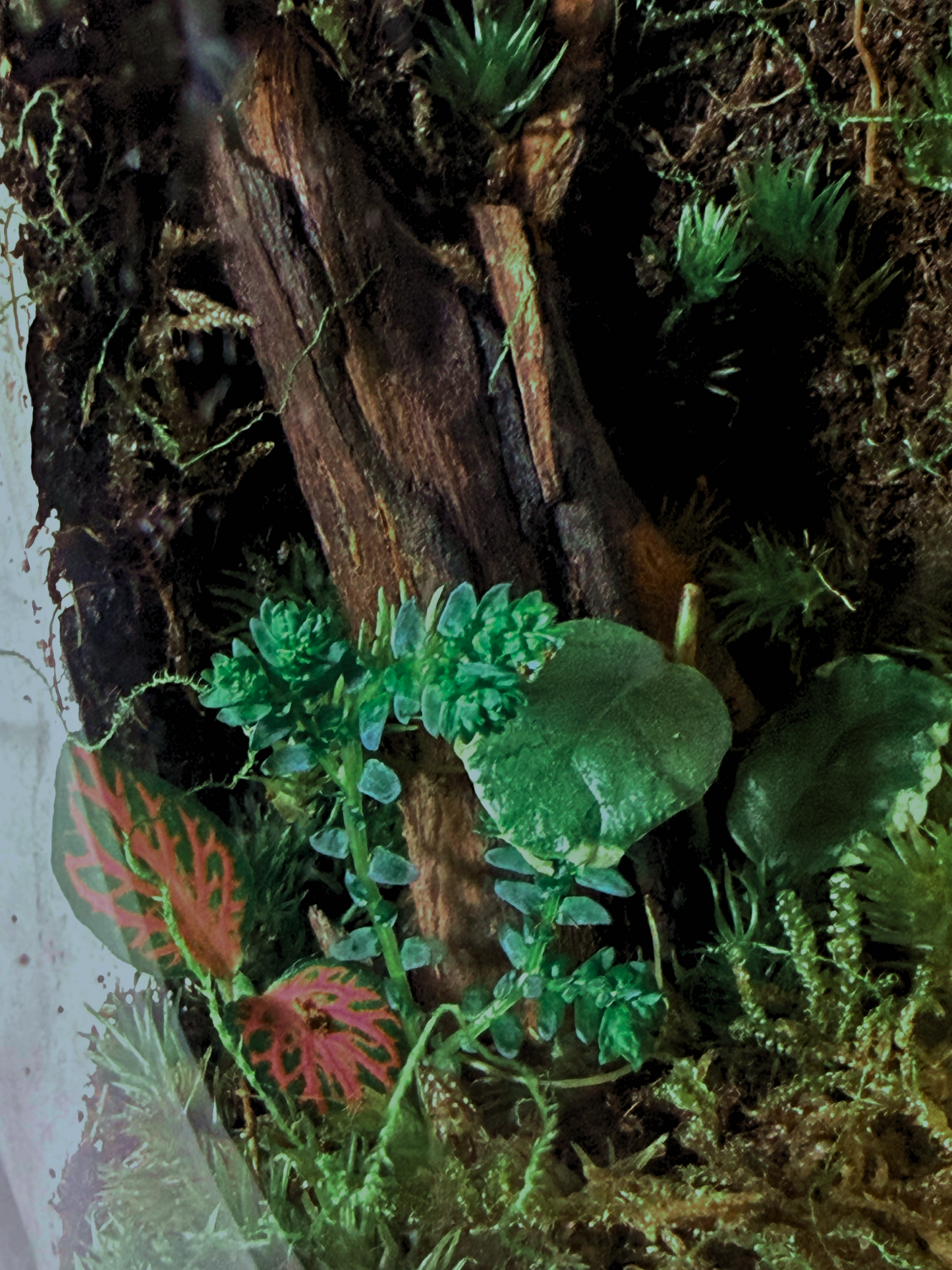 Premium small glass terrarium with layered moss hills and spider wood