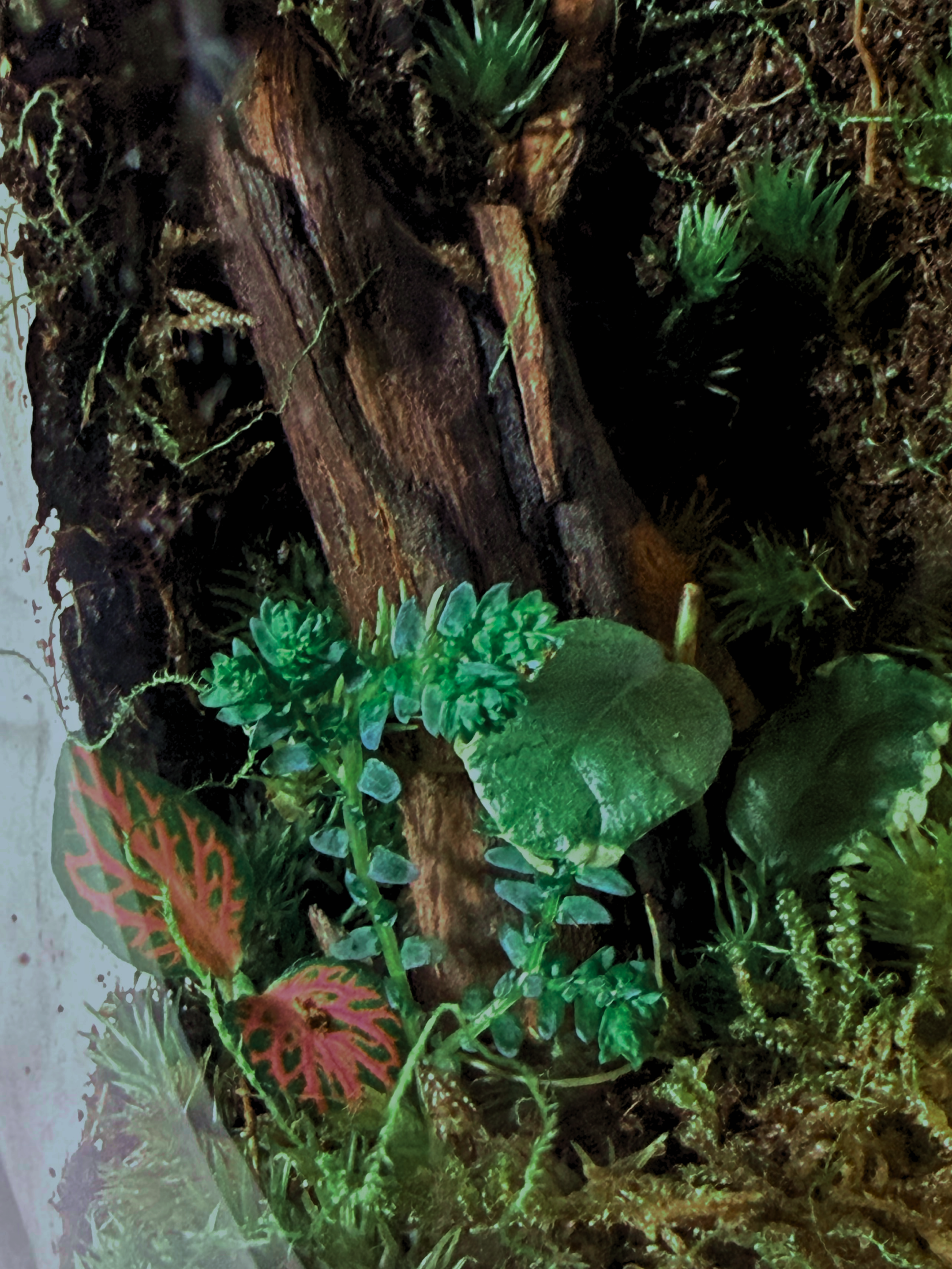 Premium small glass terrarium with layered moss hills and spider wood