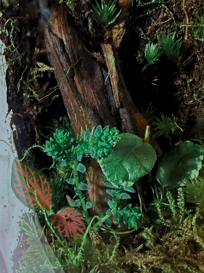 Premium small glass terrarium with layered moss hills and spider wood