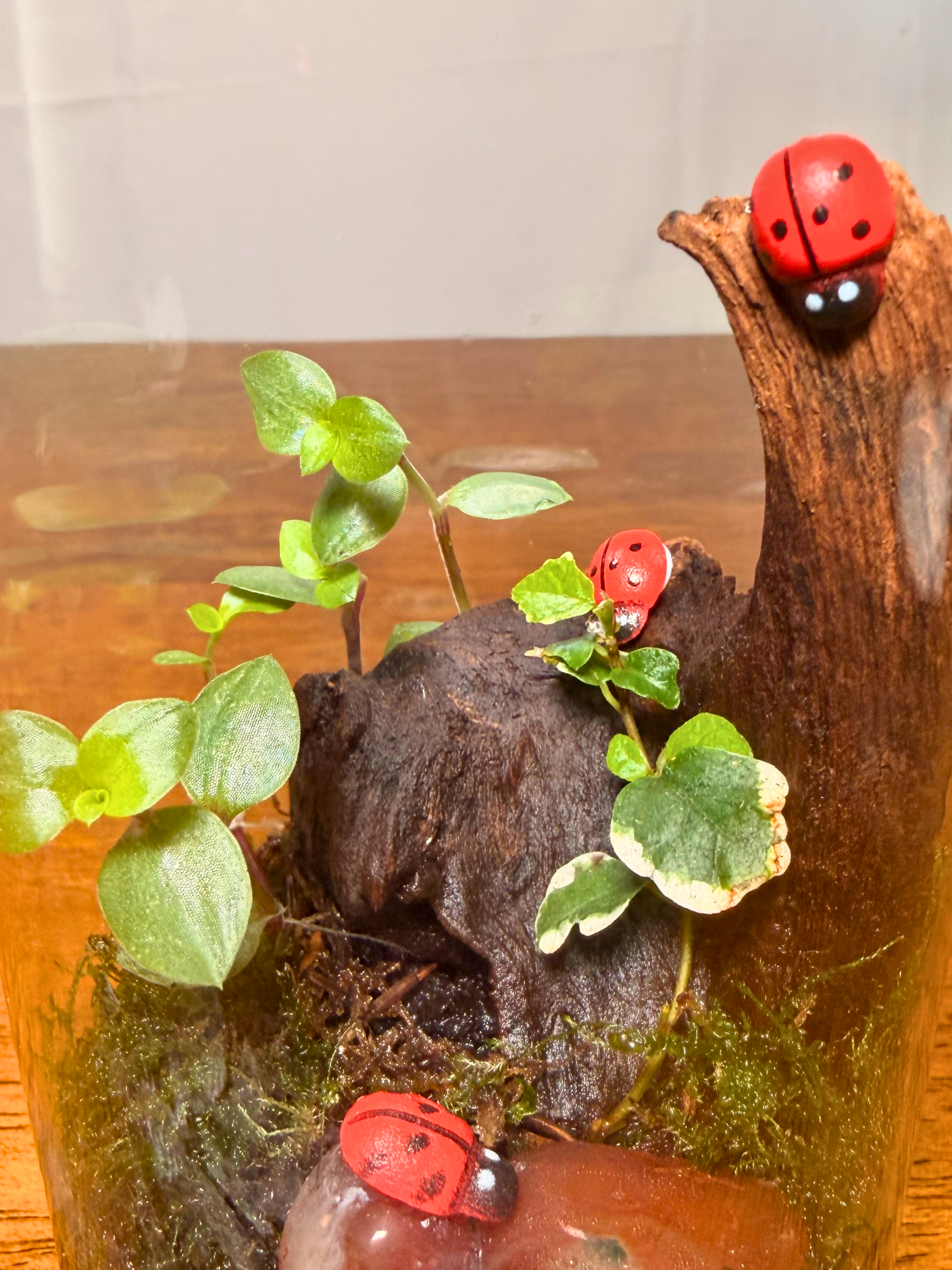 Modern petite terrarium by Lilli Plants showcasing healthy Peperomia plant in premium glass container.