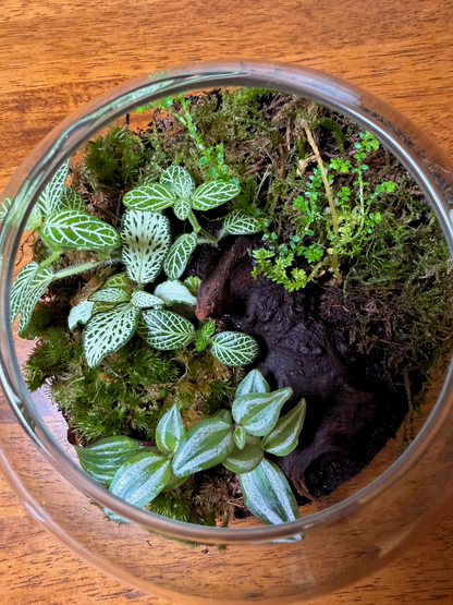Luxury moss terrarium in clear glass bowl with lid – premium soil mix and drainage system by Lilli Plants UAE