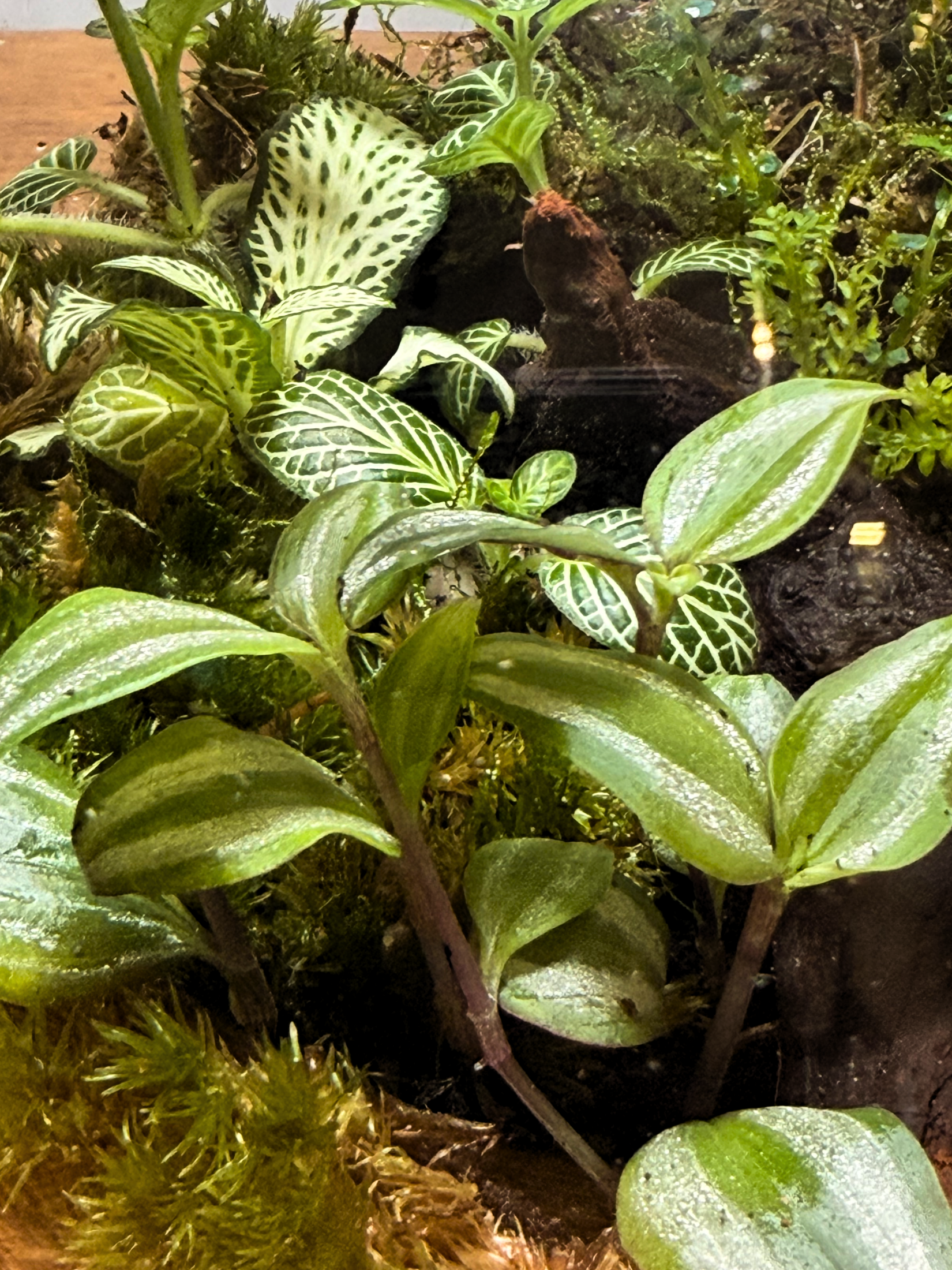 Modern office desk terrarium with lush moss landscape and driftwood – premium indoor plant décor Dubai