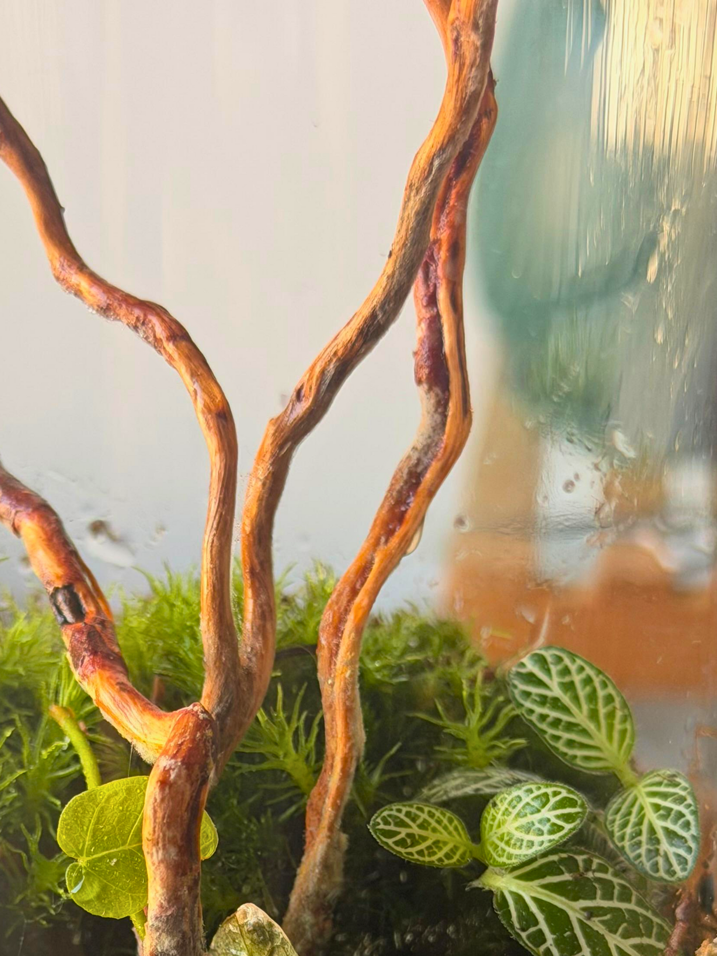 Mystic Moss Grove Tower – Dubai terrarium for home décor and Ramadan gifting