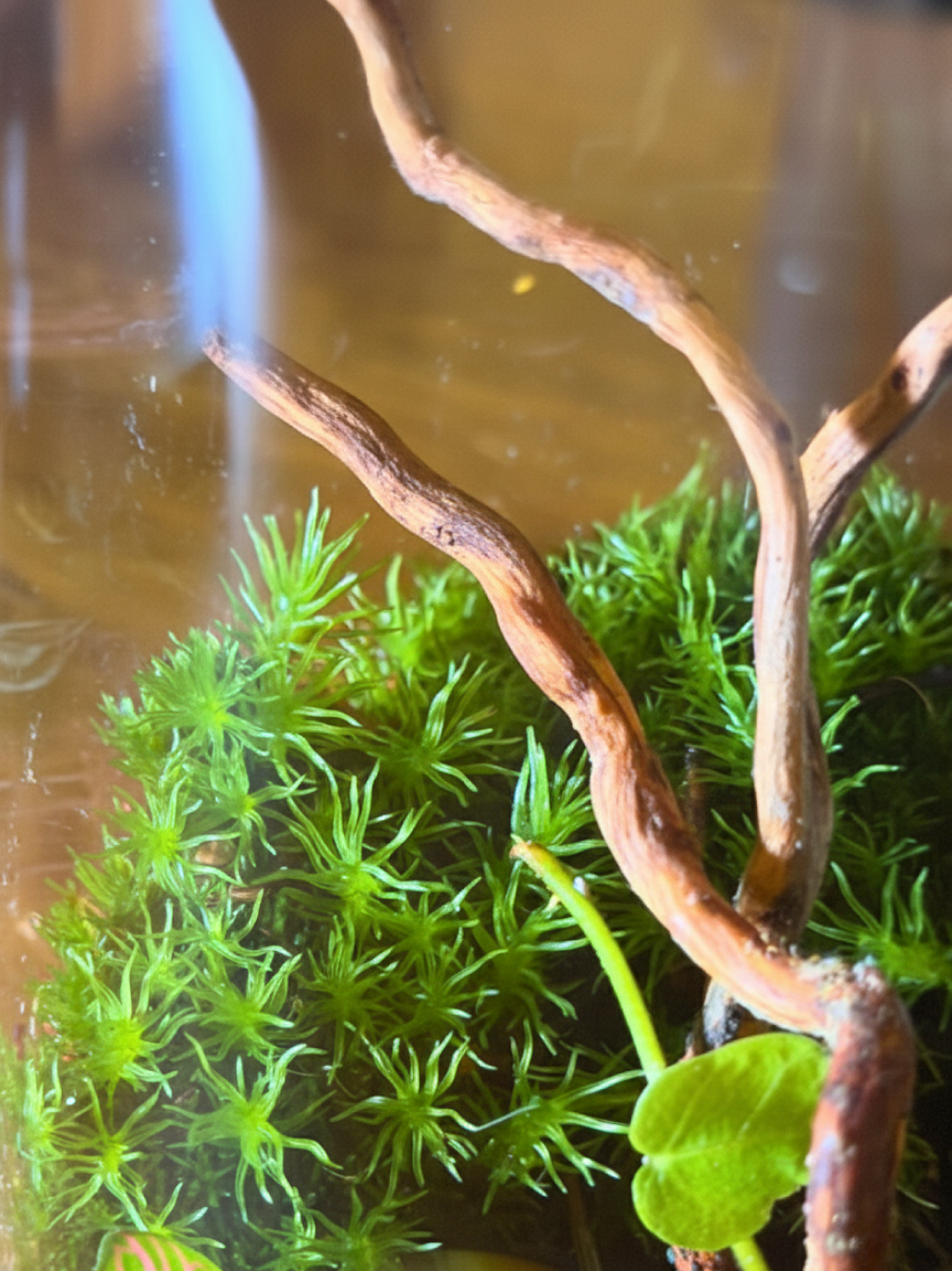 Handcrafted Moss Tower Terrarium – Sustainable plants, perfect Ramadan gift