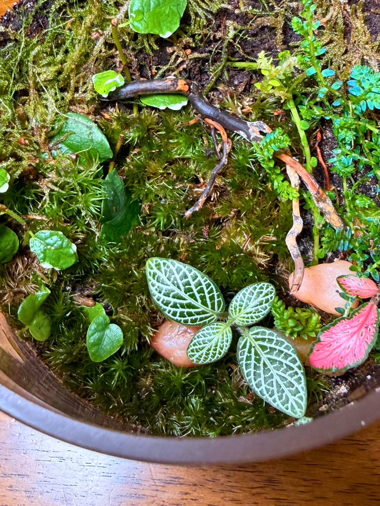Elegant tabletop glass terrarium landscape with moss, Fittonia and Ficus pumila for home and office décor in Dubai