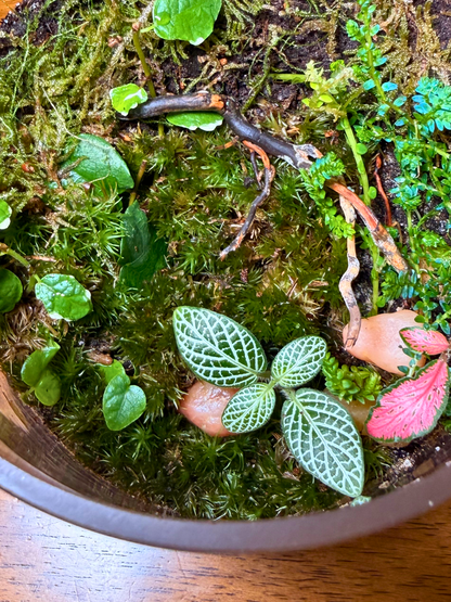 Elegant tabletop glass terrarium landscape with moss, Fittonia and Ficus pumila for home and office décor in Dubai