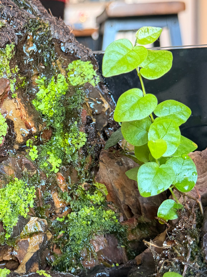 Close-up of wild ferns, and lush green moss on the elevated hill section of the Aethel Stream paludarium- Lilli Plants Dubai UAE