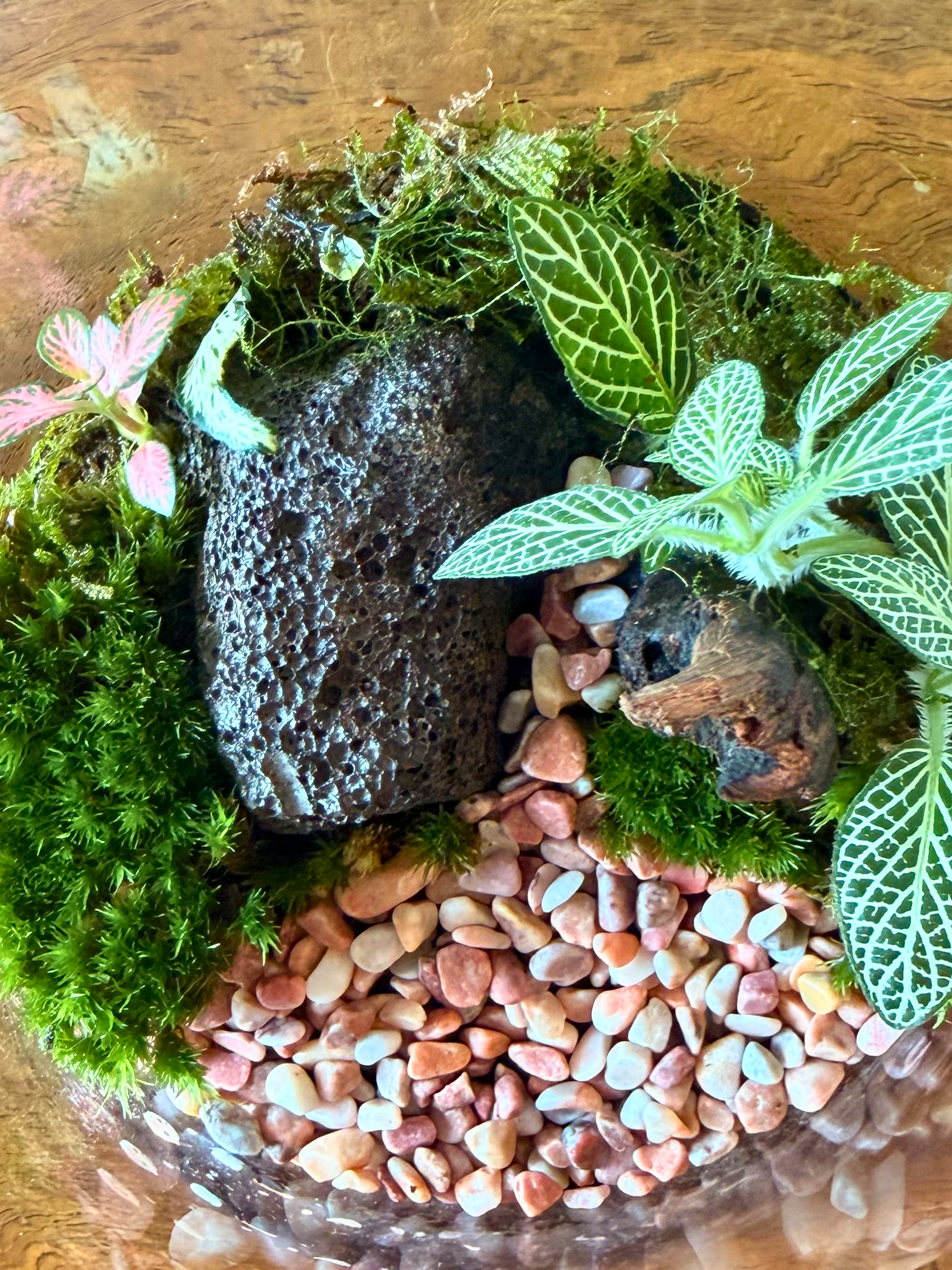 Handcrafted miniature stream landscape terrarium with red and green Fittonia, moss and lava rock by Lilli Plants Dubai