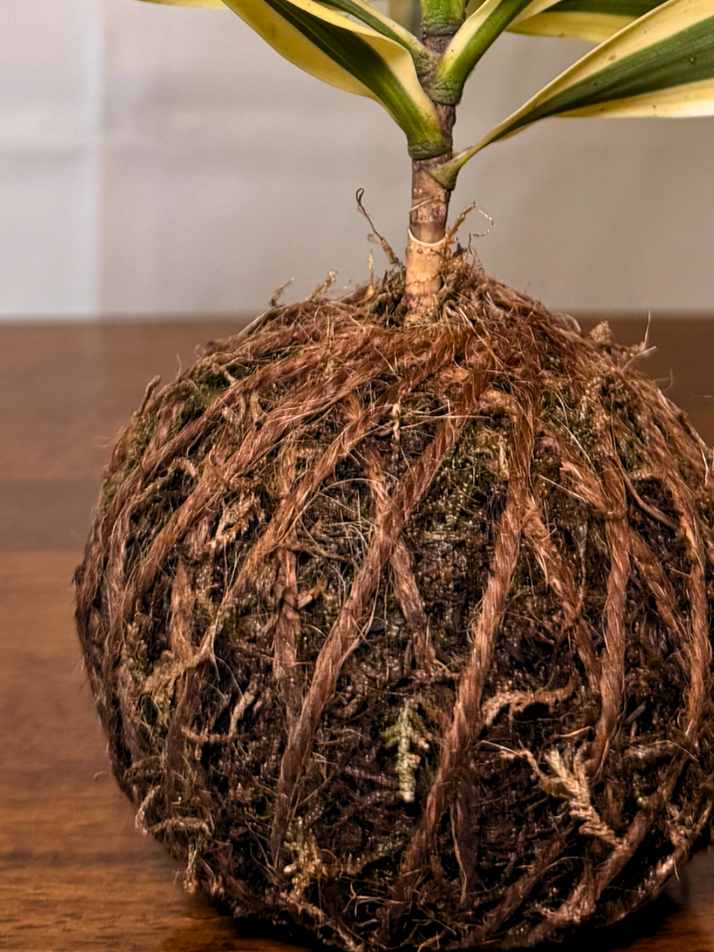 Japanese style kokedama with Dracaena Reflexa yellow green leaves UAE