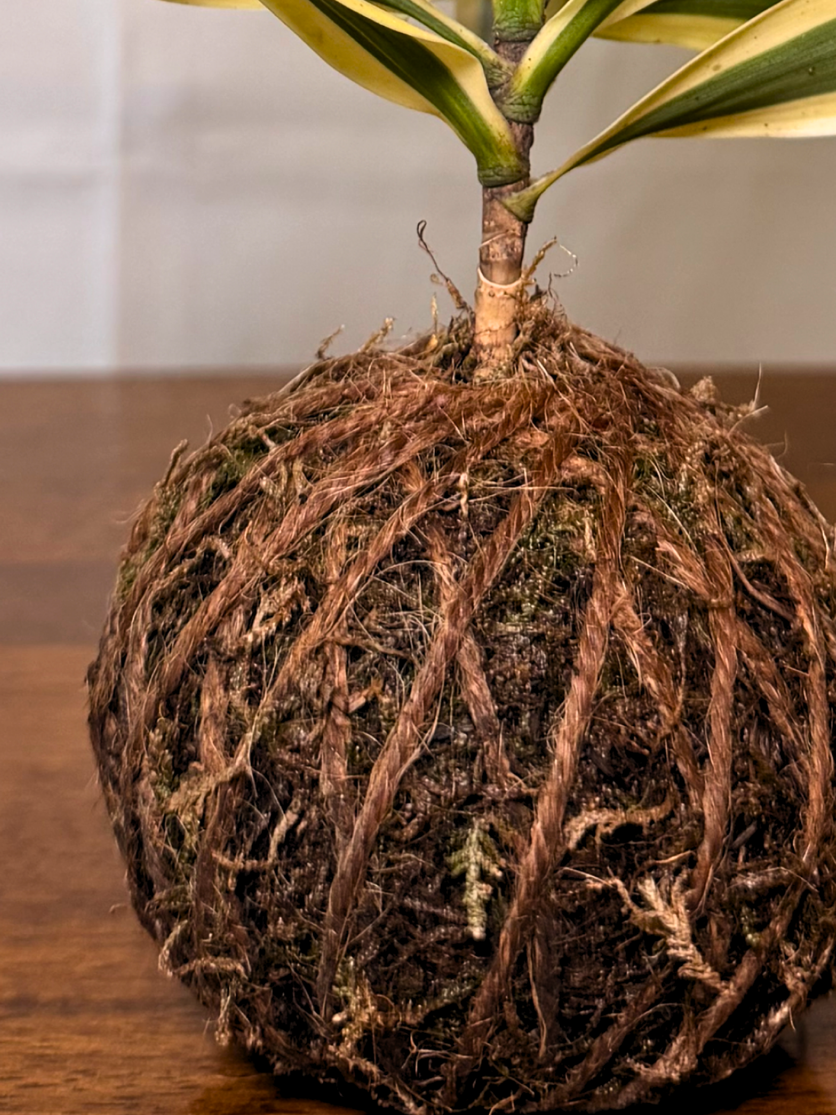 Japanese style kokedama with Dracaena Reflexa yellow green leaves UAE