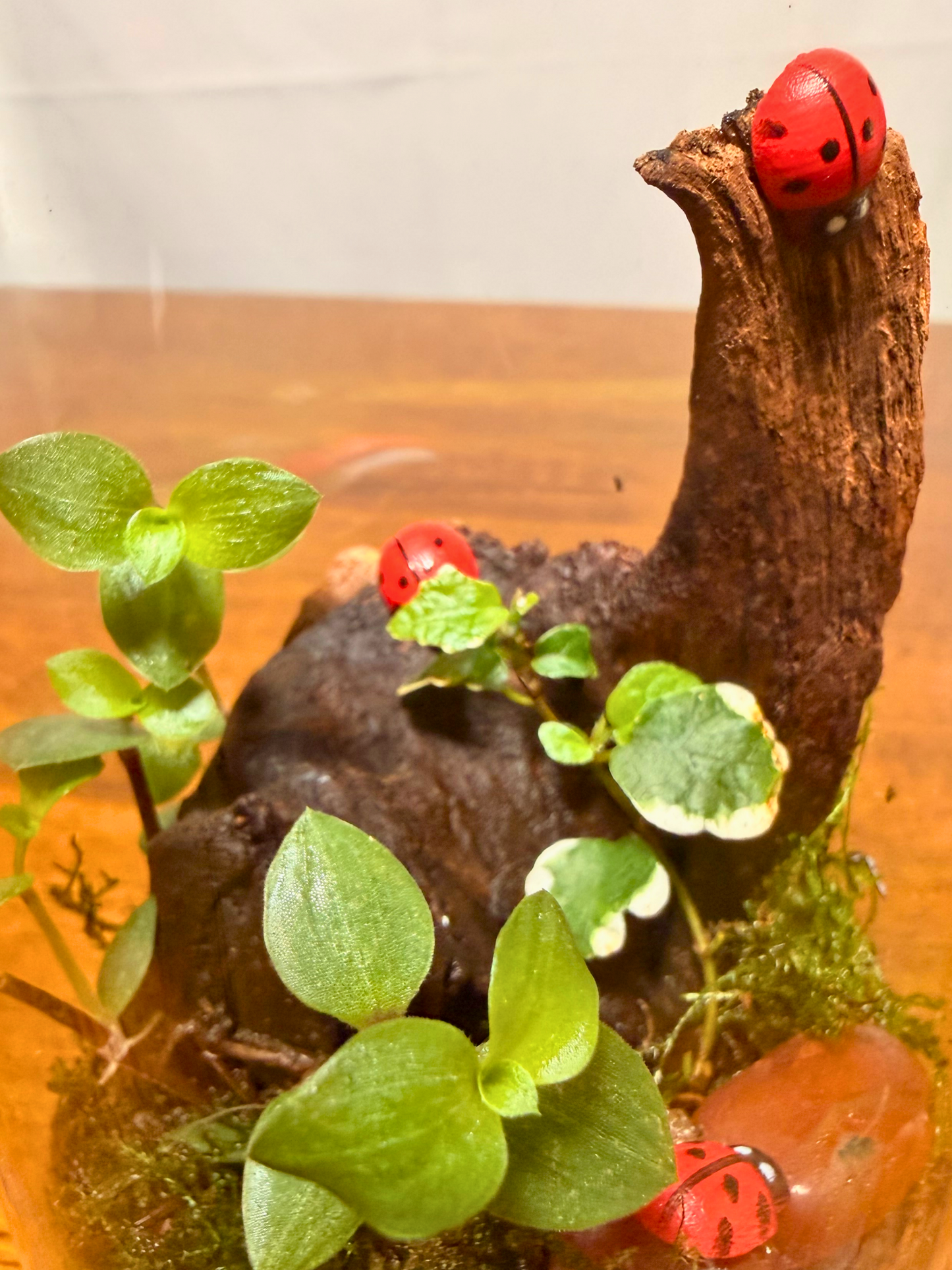 Best handcrafted terrarium in Dubai by Lilli Plants featuring Peperomia plant for sustainable indoor greenery.