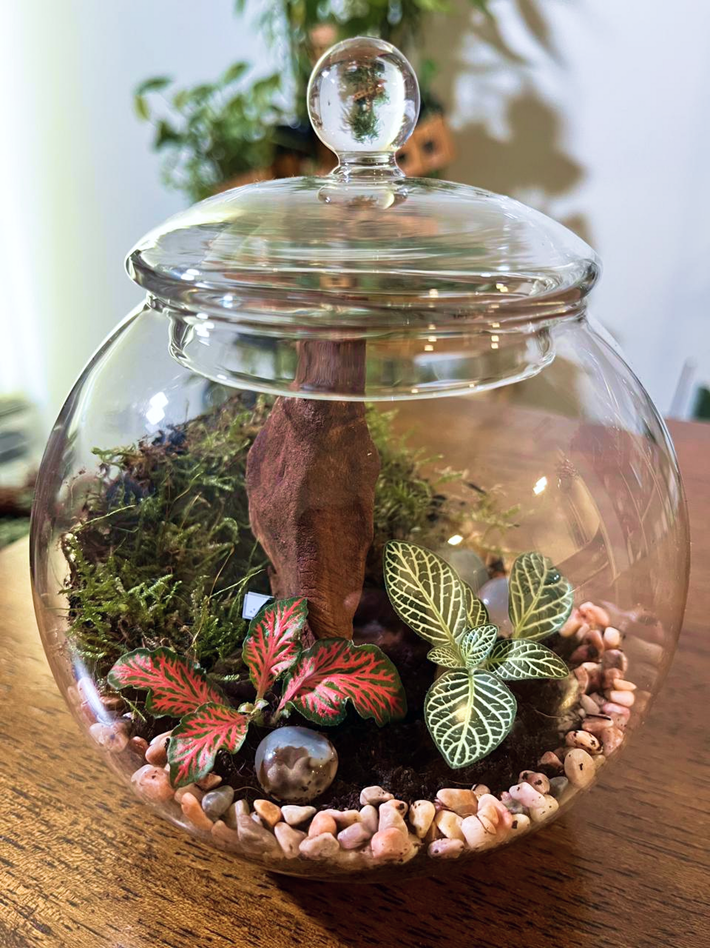 created by terrarium kit and showing Terrarium bowl, soil, moss, drainage and accessories
