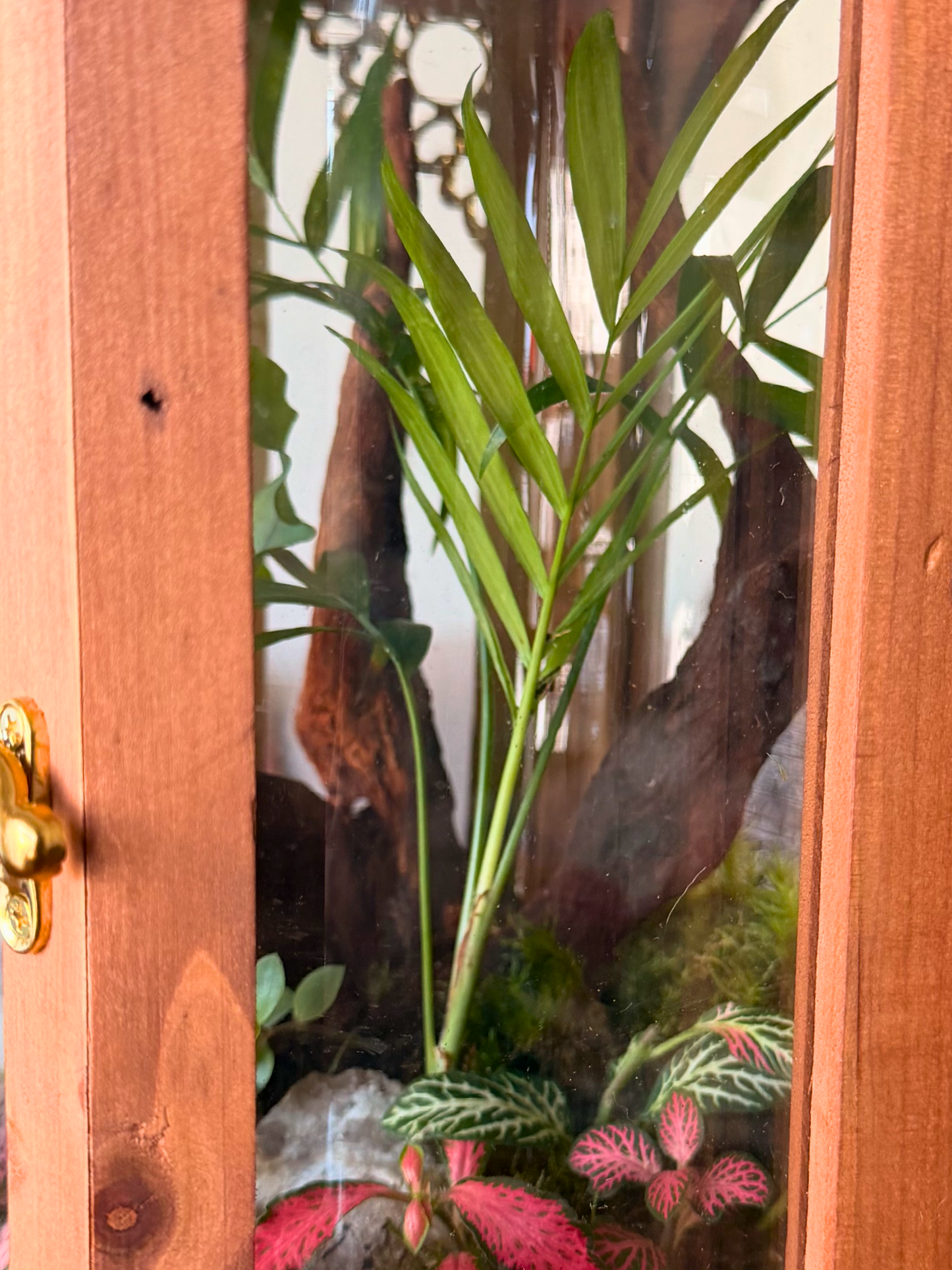 Premium living Ramadan lantern gift in Dubai with Pilea glaucophylla, red and green fittonia, cushion moss